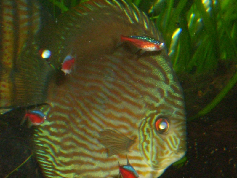 Guppys et discus sauvages. - Page 2 S6001410