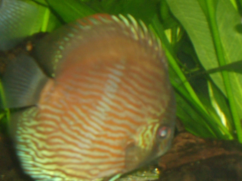 Guppys et discus sauvages. - Page 2 S6001413