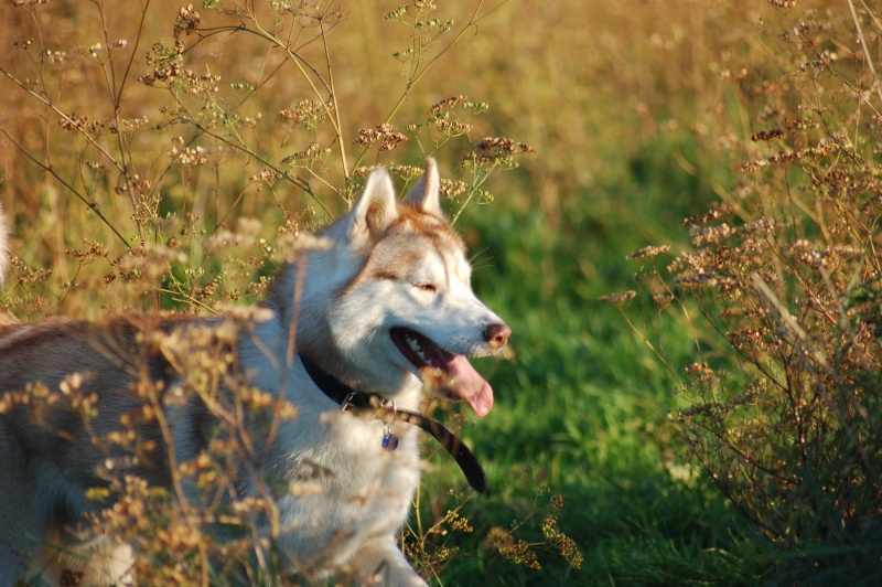 CESAR husky LOF 9 mois (de la vallée de la morava) - Page 2 Photos14