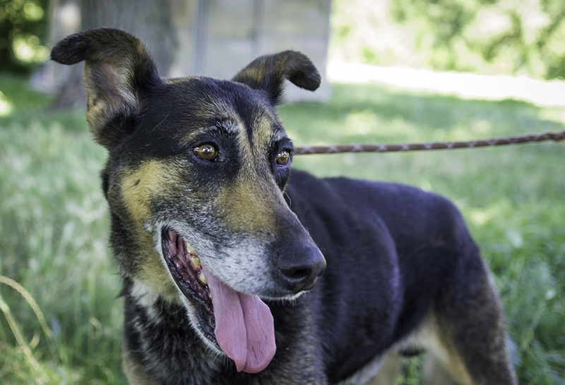 Urgent - BIGZOY - x beauceron 13 ans - Refuge de Thierville (55) _gre4410