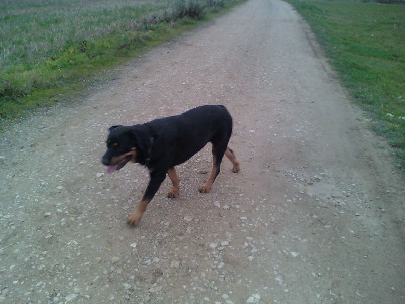 Roxane jolie femelle rottweiler - Page 4 08110416