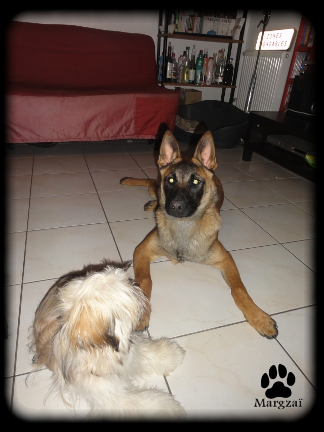 Malinois "en garde" qui essaye de dominer. Dsc02817