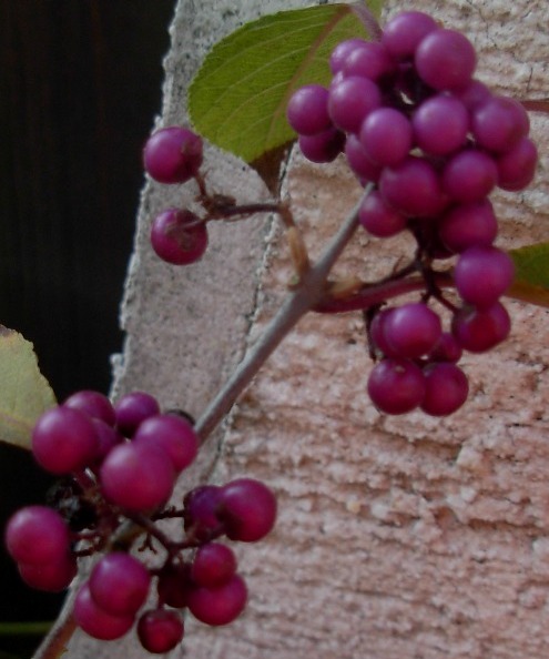 Callicarpa americana Dscn3410