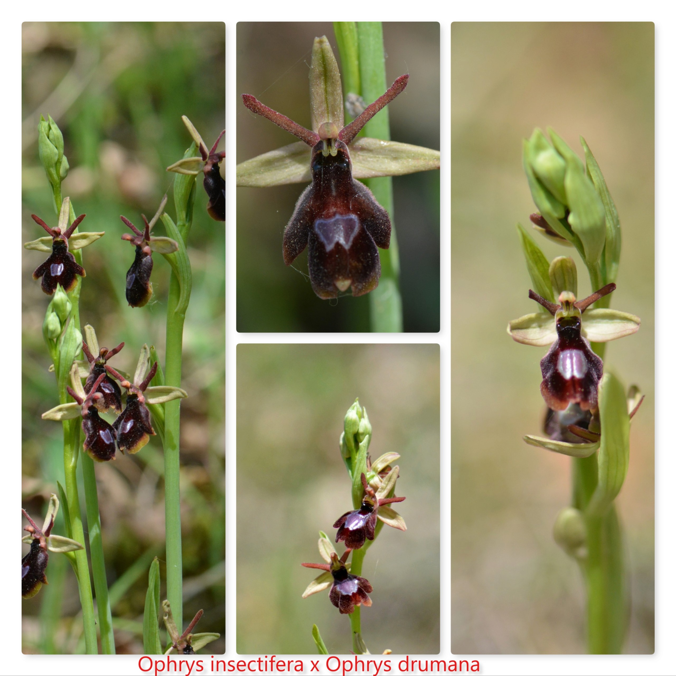  Votre plus bel Ophrys insectifera & Co Insect10