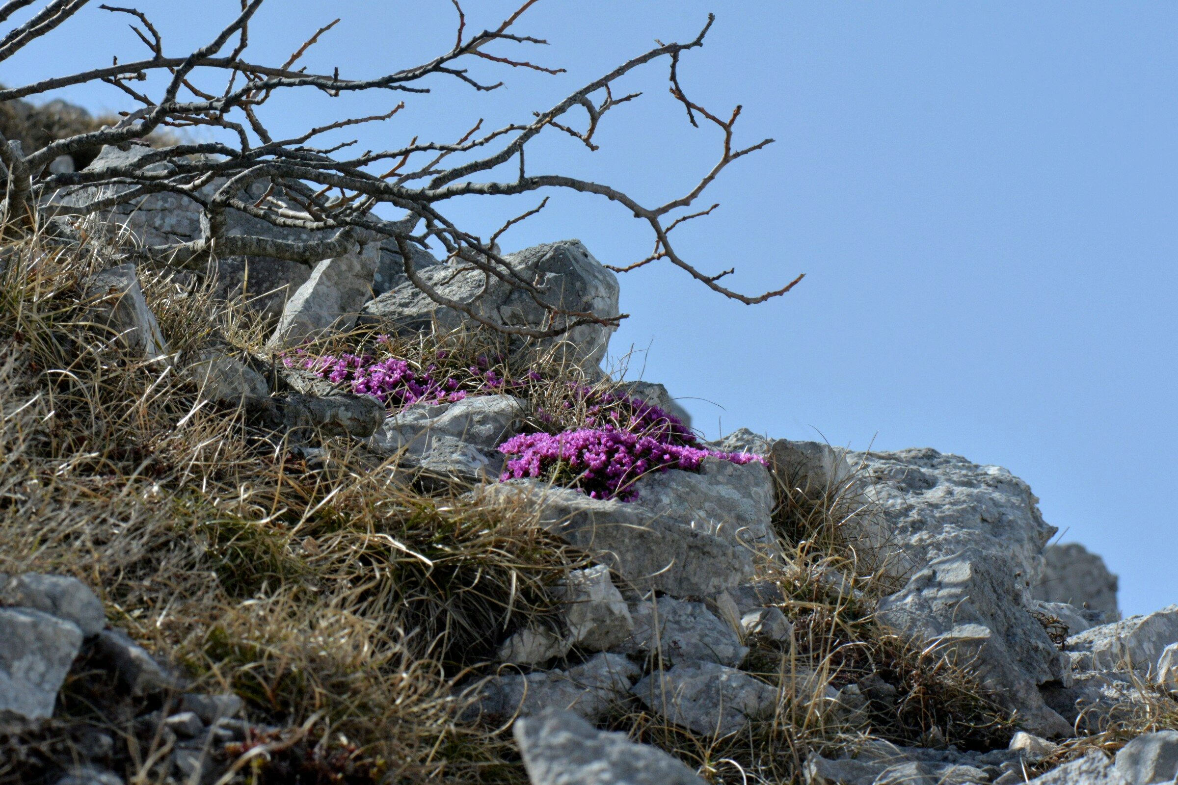 VERCORS PARADISIO.............. Jft_0221