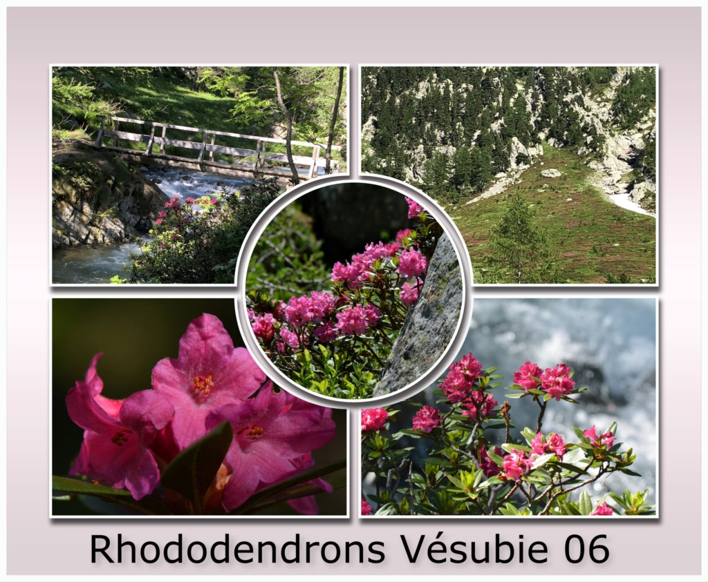 petite virée vers le Mercantour 04 et 06 Rhodo10