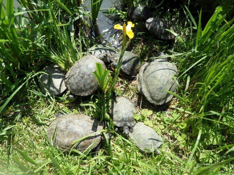  Les tortues à tempes rouges Sortie12
