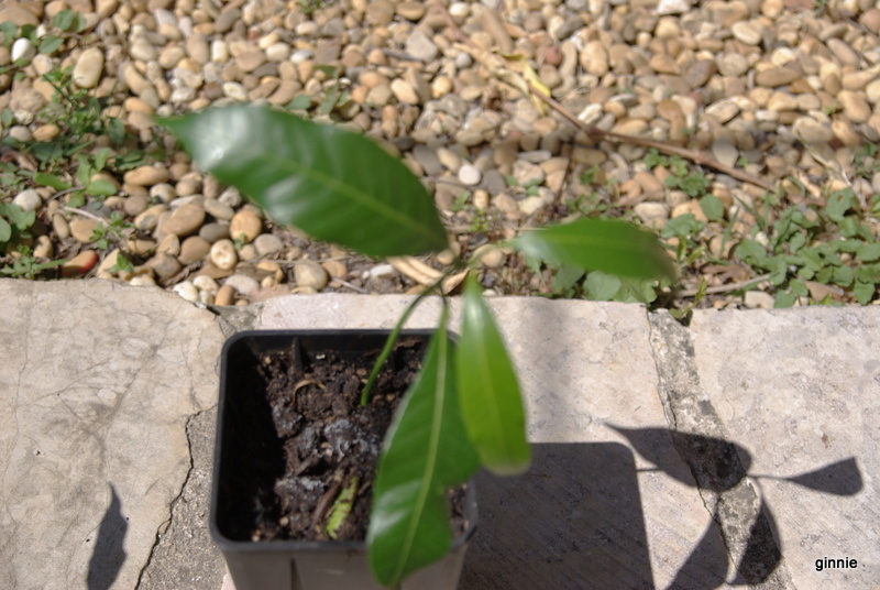 la culture du manguier, germination ... - Page 3 Imgp5710