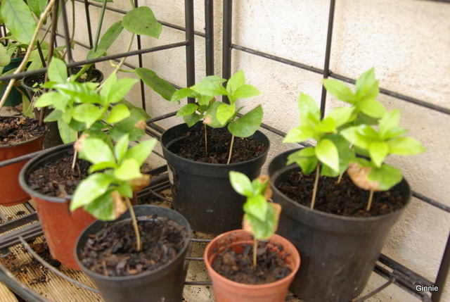 Le caféier (Coffea arabica)-comme plante d'intérieur Le caféier - Page 2 Imgp6114
