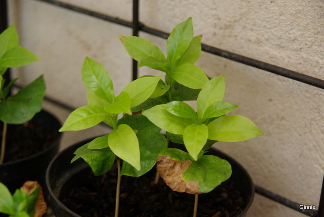 Le caféier  (Coffea arabica)-comme plante d'intérieur  Le caféier - Page 2 Imgp6115