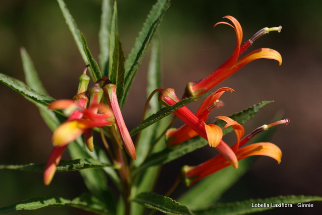 Lobelia Laxiflora ou Lobelie à fleurs lâches - florifère du printemps à l'automn Imgp6127