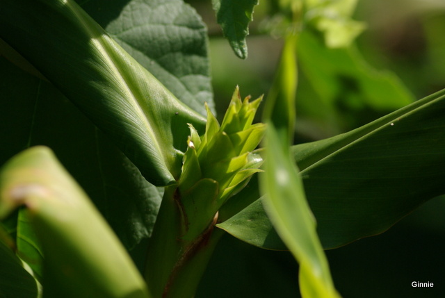 La culture et l'entretien des Hedychiums ou Gingembre sauvage Imgp6129