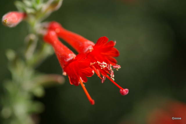 Zauschneria Californica ou Fuchsia de Californie Imgp6131