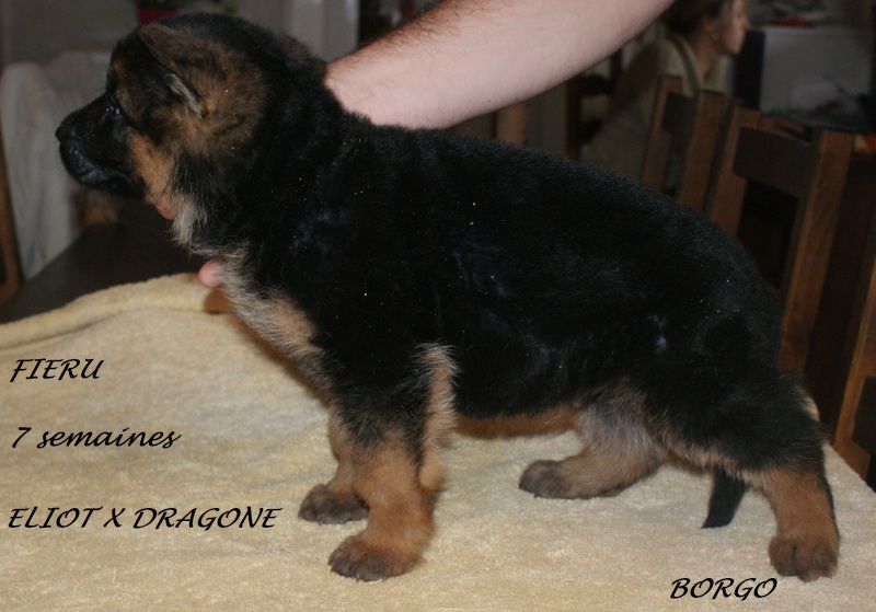 Dragone dcdg kkl1  x eliot ness du normont  Chiots15