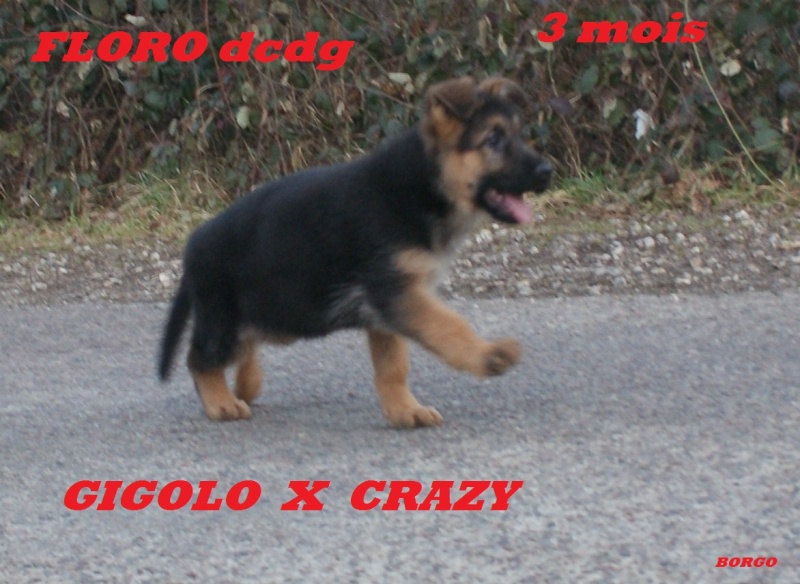 chiots CRAZY HORSE DCDG   x GIGOLO  - Page 2 Gigolo12