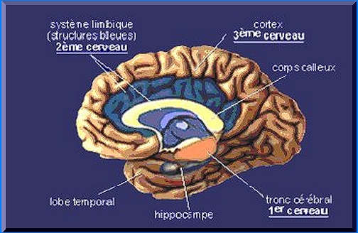 Agora-dossiers: le cerveau Cervea10