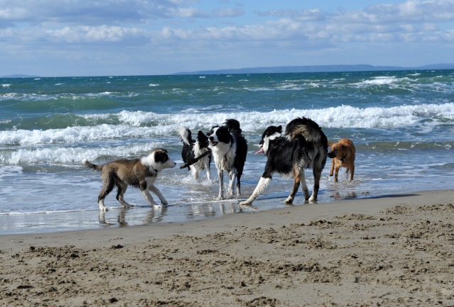 Rencontre sur la plage de l'Espiguette dans le Sud (compte-rendu) Photo143