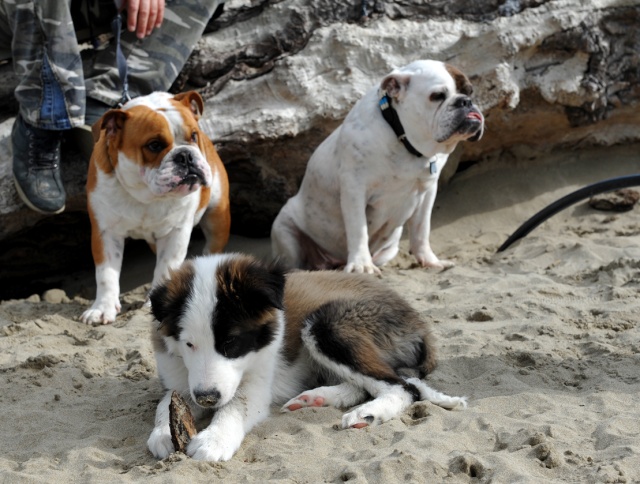 Rencontre sur la plage de l'Espiguette dans le Sud (compte-rendu) Photo147