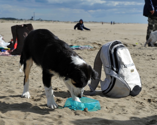 Rencontre sur la plage de l'Espiguette dans le Sud (compte-rendu) Photo157