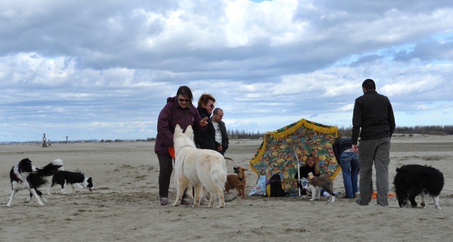 Rencontre sur la plage de l'Espiguette dans le Sud (compte-rendu) Photo159