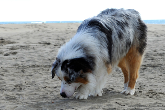 Rencontre sur la plage de l'Espiguette dans le Sud (compte-rendu) Photo177