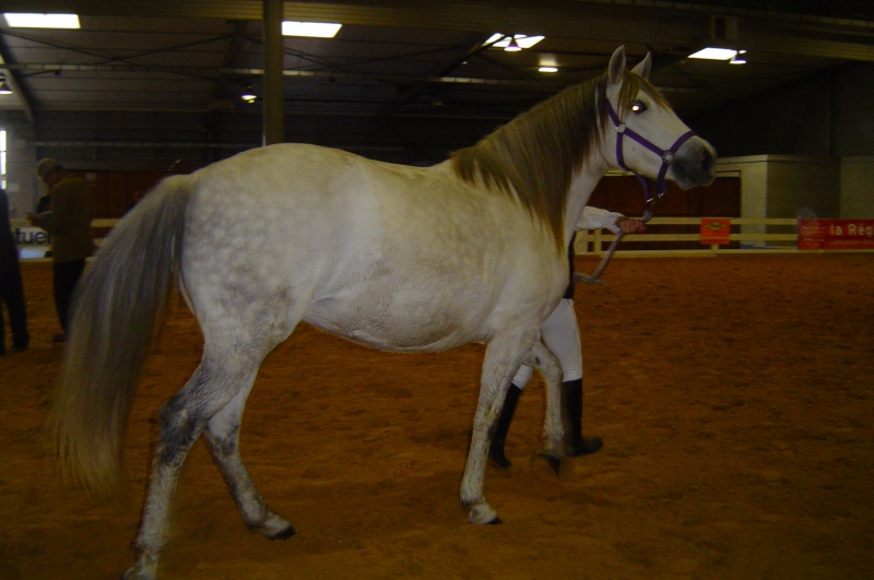 Qualification et concours chevaux Barbes 2008 08_11_11