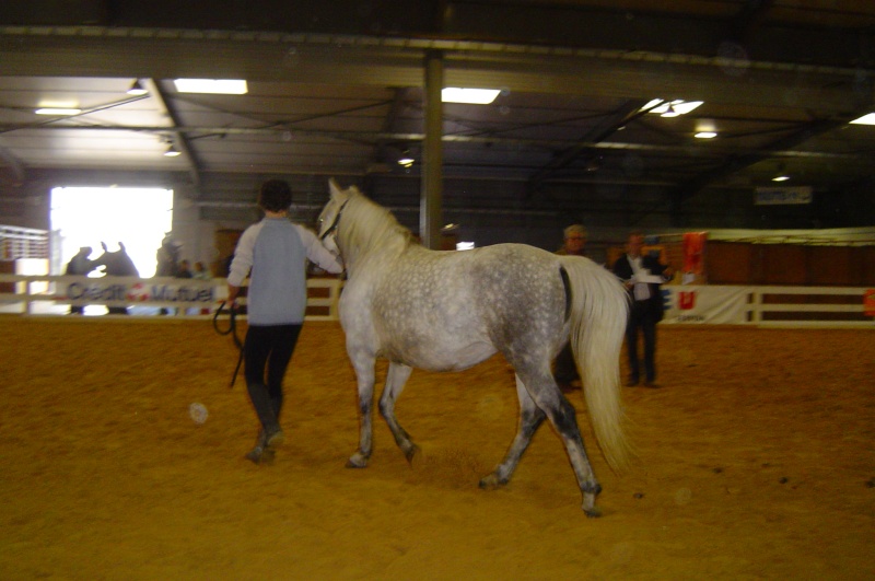 Qualification et concours chevaux Barbes 2008 08_11_13