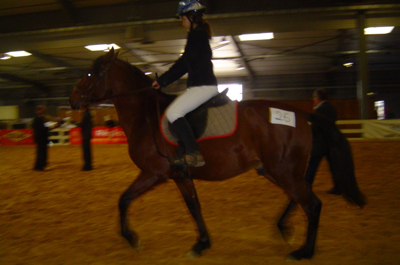 Qualification et concours chevaux Barbes 2008 08_11_15