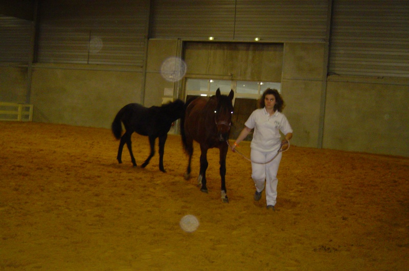 Qualification et concours chevaux Barbes 2008 08_11_23