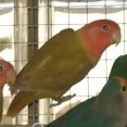 Srie OPALINE Dsc01813