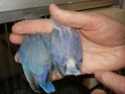 des opalines turquoise-bleu... Dsc01919