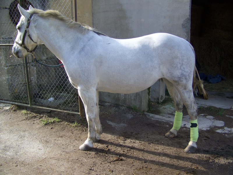 Horse Lilou 104_4914