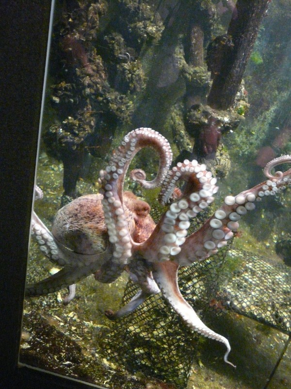 Aquarium de Le Croisic 2008-011