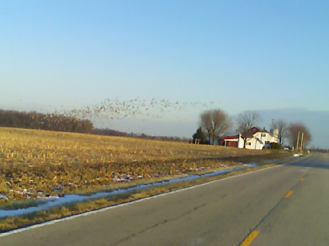 Now That The Geese Are Out of Season They're Here!!!!! 01020913