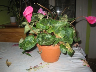 un petit nom pour cette plante?? [Cyclamen] Img_0014