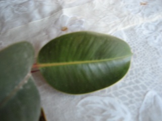 Ficus malade Img_0112