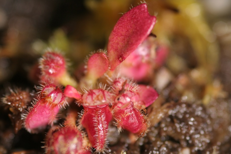 Cephalotus Img_0610