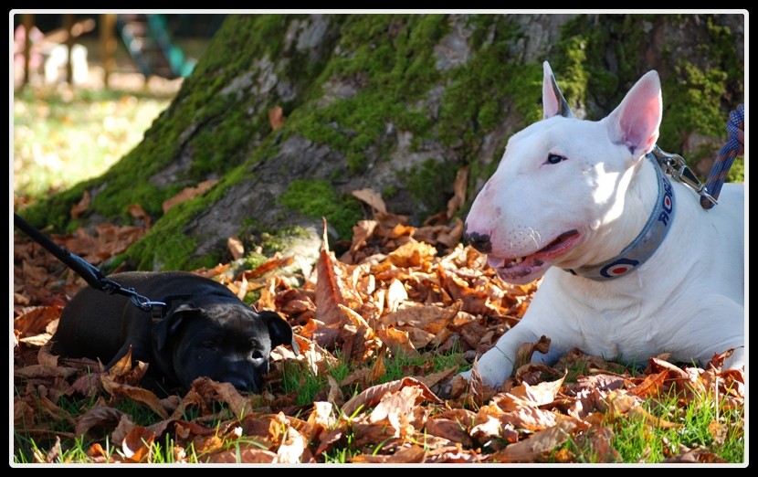 DIESEL (9 mois) et son pote DAIKO (4 mois) dans la Loire Diesel13