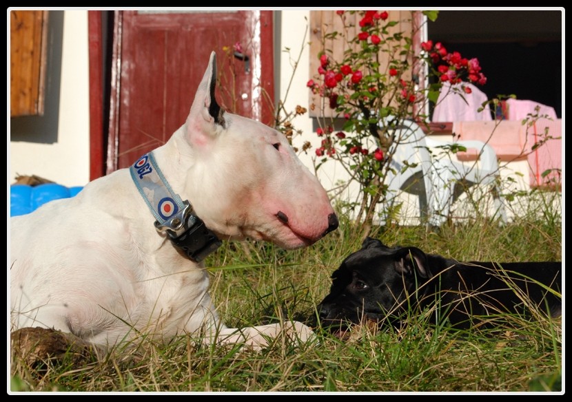 DIESEL (9 mois) et son pote DAIKO (4 mois) dans la Loire Diesel21