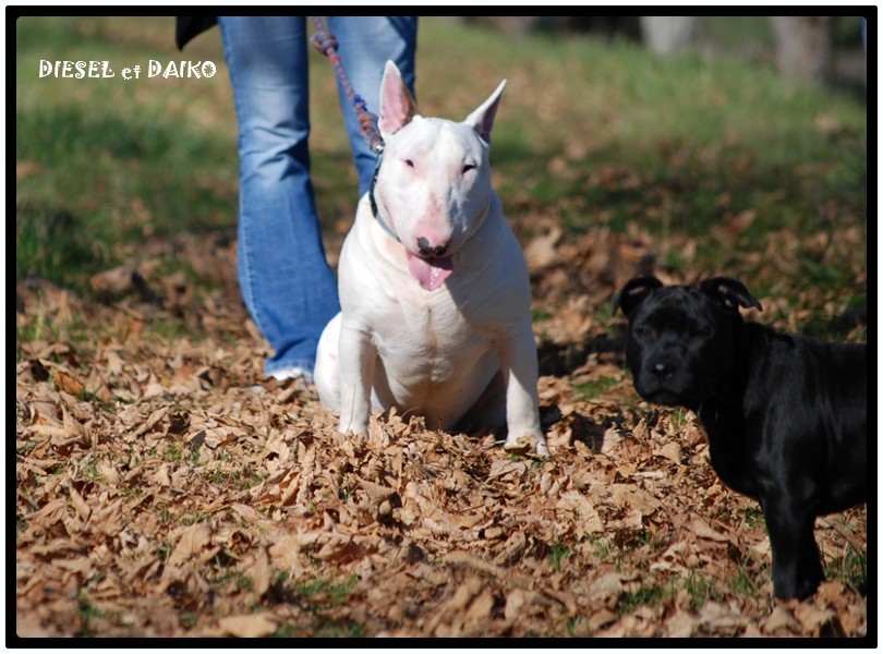 DIESEL (9 mois) et son pote DAIKO (4 mois) dans la Loire Diesel22