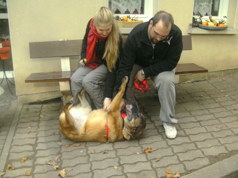 Sally femelle malinois née en 2001 02410