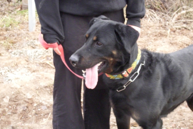 Tyson beauceron de 3 ans Dsci0014