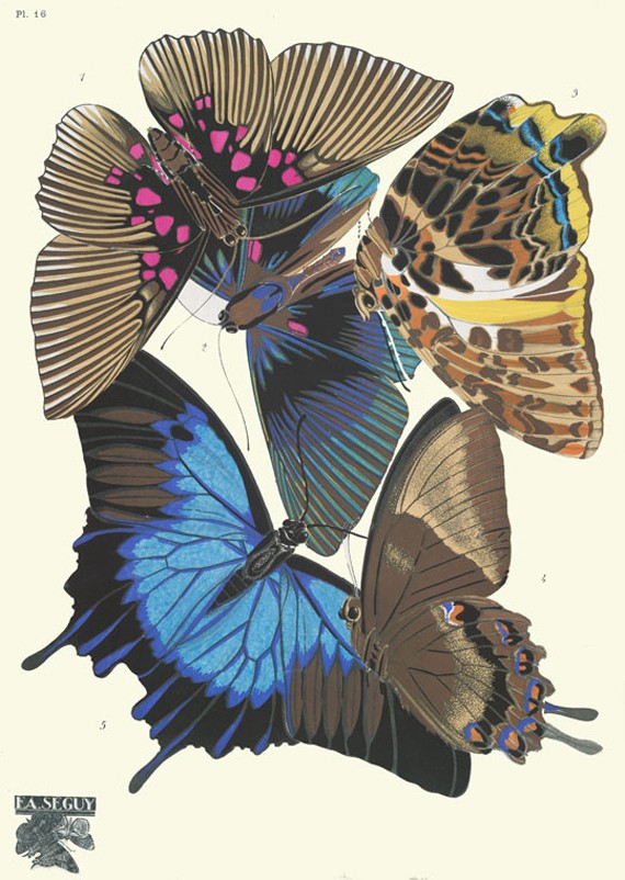 J'aime les papillons - Page 4 Eugene11