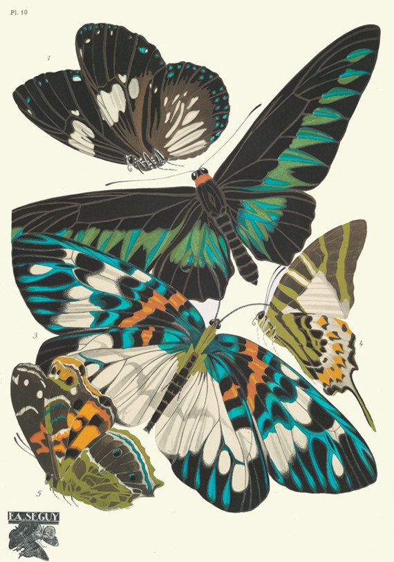 J'aime les papillons - Page 4 Eugene12