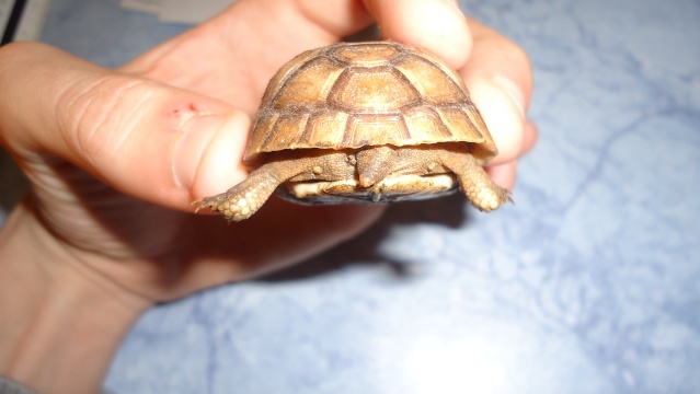Identification de ma petite tortue Dsc01212