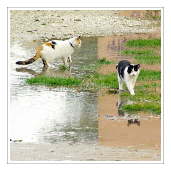 C. Après la pluie... Kikino10