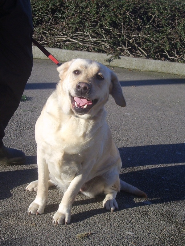 Belle Labrador femelle 2 ans Srpa_010