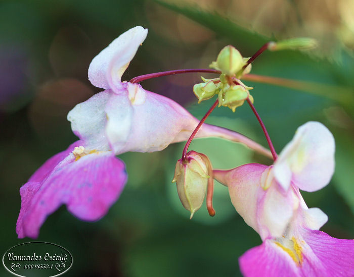 Les Fleurs de mon jardin suite 1 P9015112