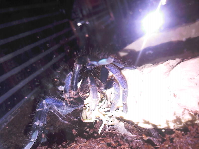 H.Lividum feeding Photo-15