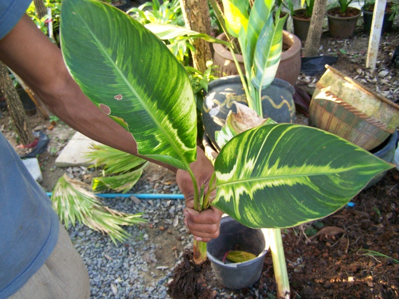 Héliconias à feuilles panachées 100_8711